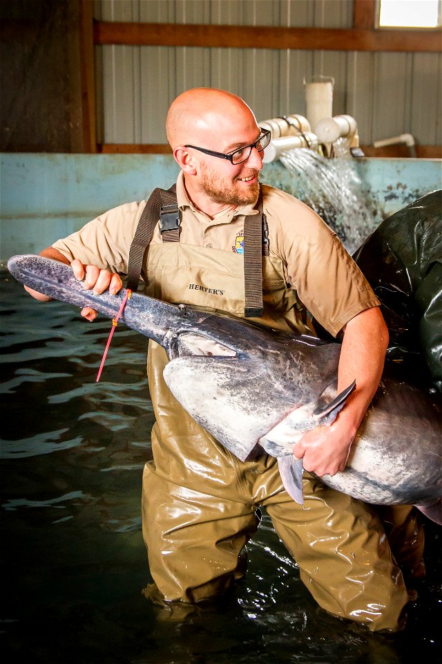 Paddlefish spawning photo