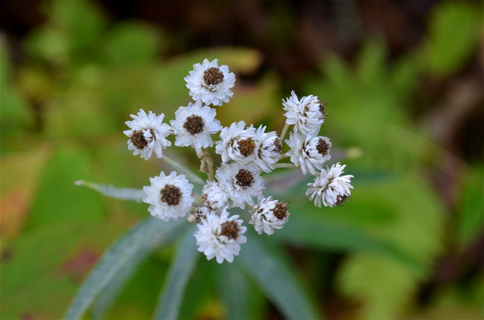 Pearly Everlasting Flower