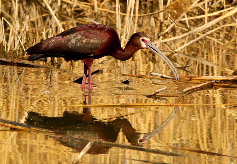 White-Faced Ibis Bear River Migratory Bird Refuge - Free photos on ...