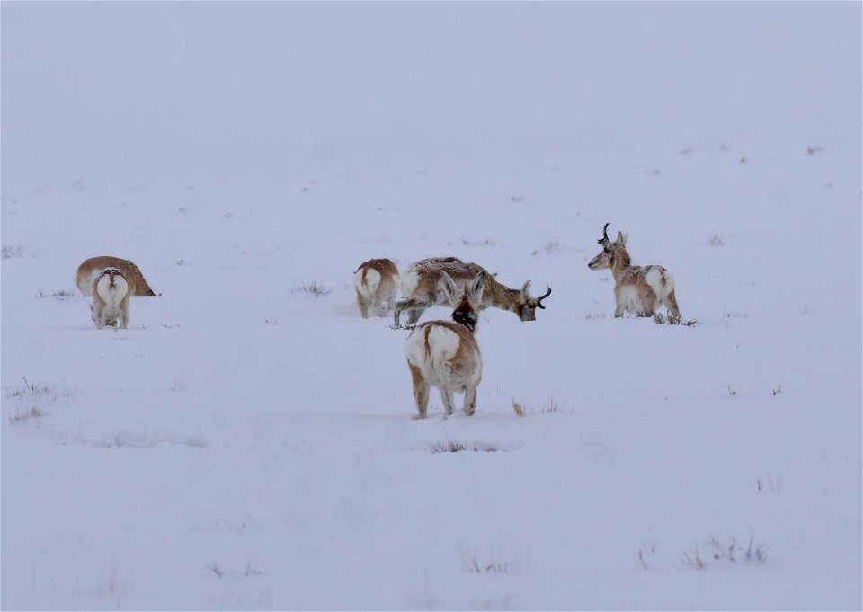 Pronghorn on Seedskadee National Wildlife Refuge
