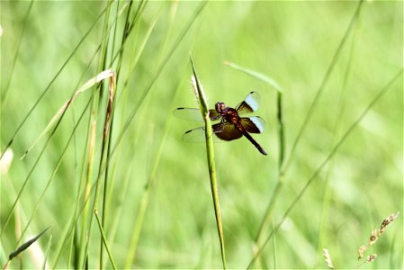 Widow skimmer dragonfly photo