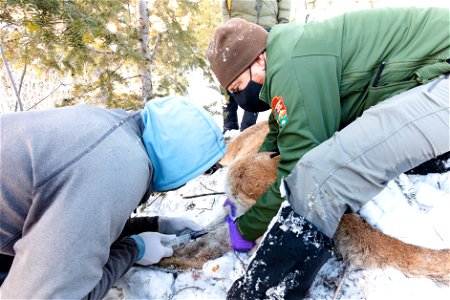 Cougar capture and collar: drawing blood photo