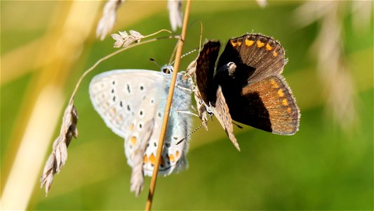 Polyommatus icarus (Hauhechel-Bläuling) Paar