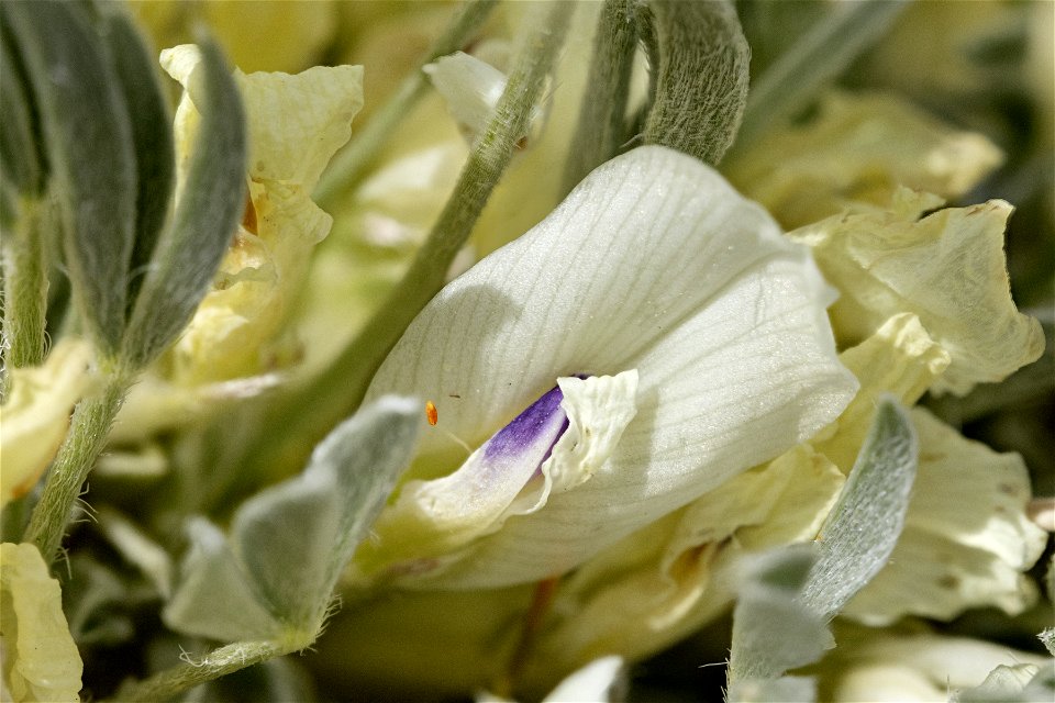 Astragalus gilviflorus