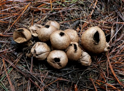 Puffballs. photo