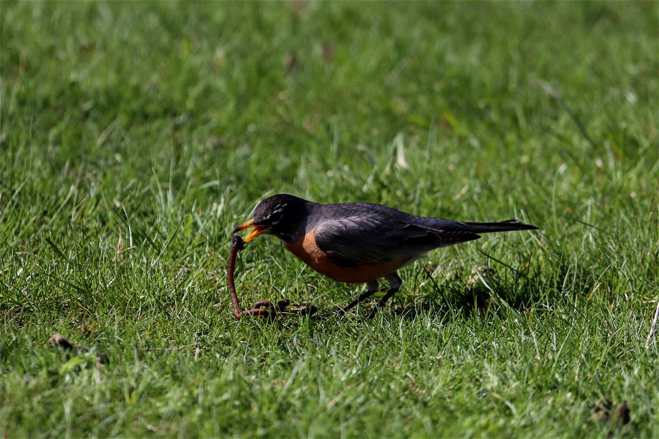 American Robin on the National Elk Refuge