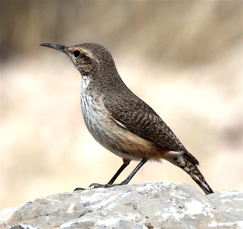 690 - ROCK WREN (03-08-2023) fillmore cyn, dripping springs nat area, dona ana co, nm -02