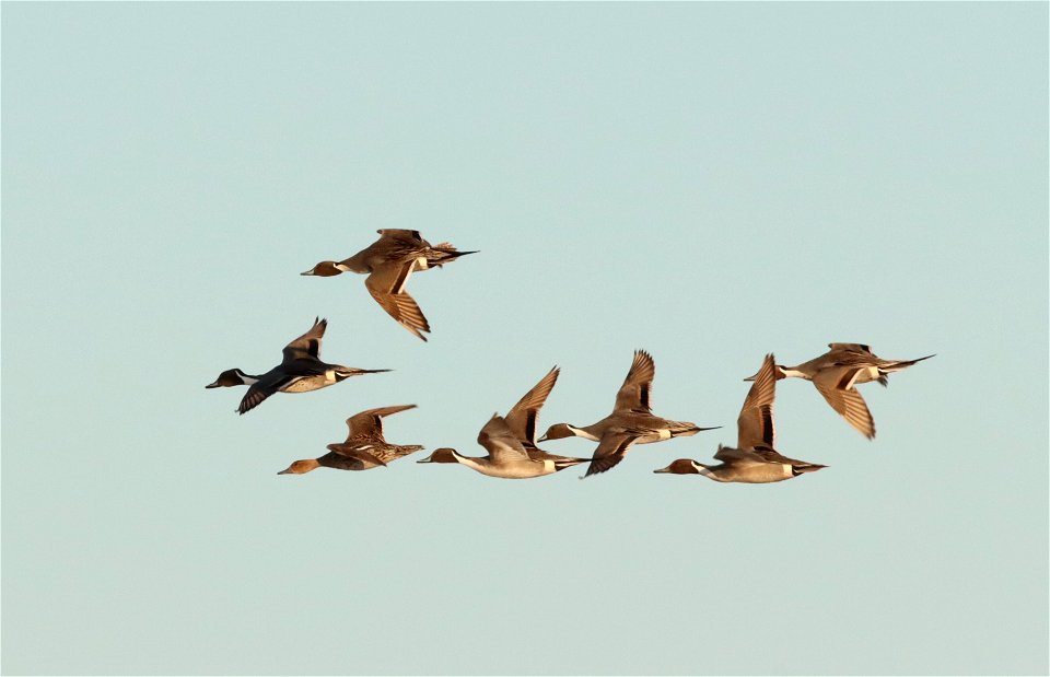 Northern Pintails in Flight Huron Wetland Management District