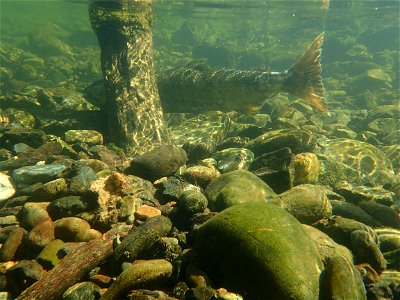 Spring Chinook salmon in Trinity River. Credit: John Heil/USFWS photo