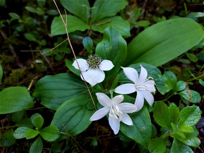 Bunchberry and queen's cup, Mt. Baker-Snoqualmie National Forest. Photo by Anne Vassar June 2, 2021.