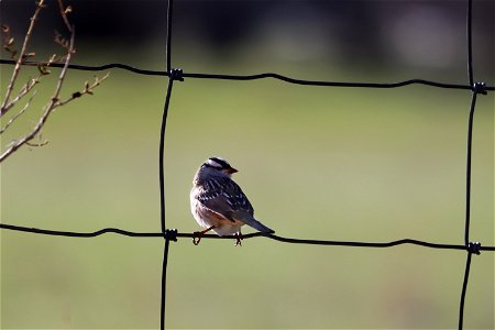 White Crowned Sparrow on the National Elk Refuge photo