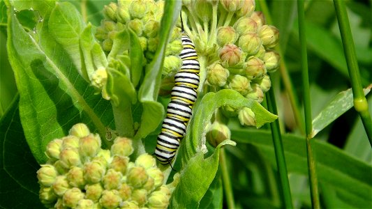 Monarch Caterpillar in Nebraska