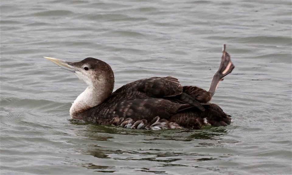 094 - YELLOW-BILLED LOON (10-23-2021) adult basic, crescent city harbor, del norte co, ca -06