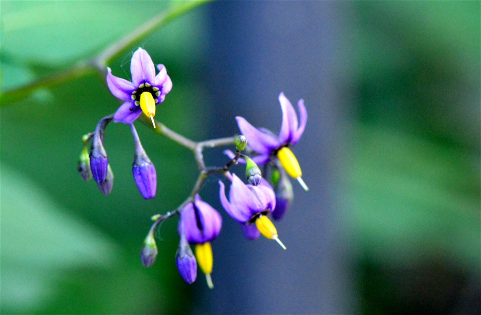 Bittersweet nightshade is considered a weedy flower in much of the country. It's berries are not deadly but they can make you sick if eaten in any quantity! photo