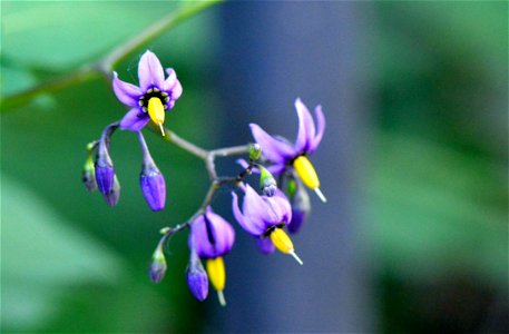 Bittersweet nightshade is considered a weedy flower in much of the country. It's berries are not deadly but they can make you sick if eaten in any quantity!