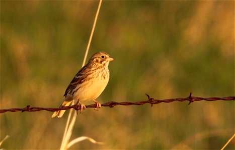 Vesper Sparrow Huron Wetland Management District photo