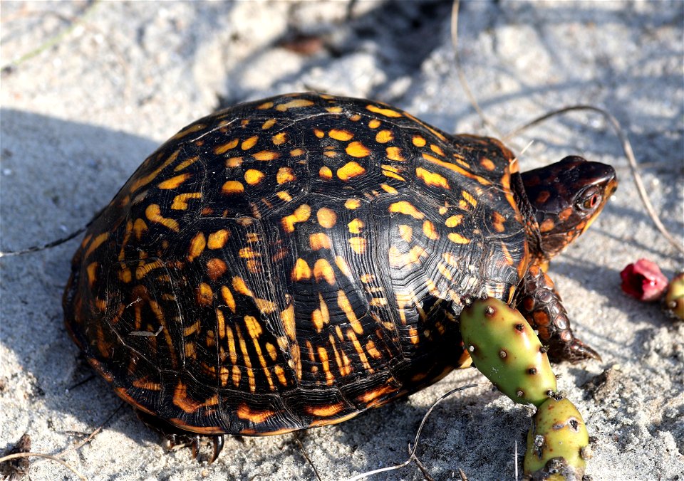 TURTLE, EASTERN BOX (Terrapene carolina carolina) (05-22-2023) fort macon, carteret co, nc -01
