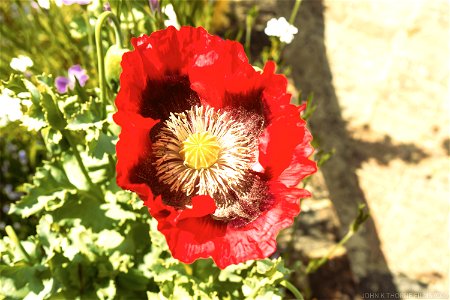 Allington Lock Poppy