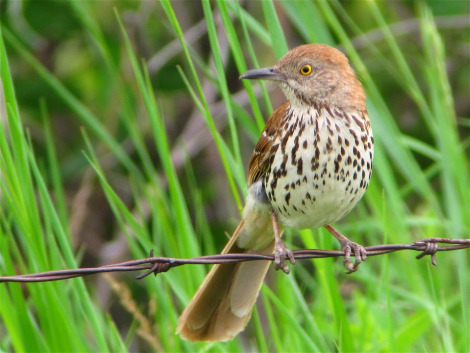 Brown Thrasher photo