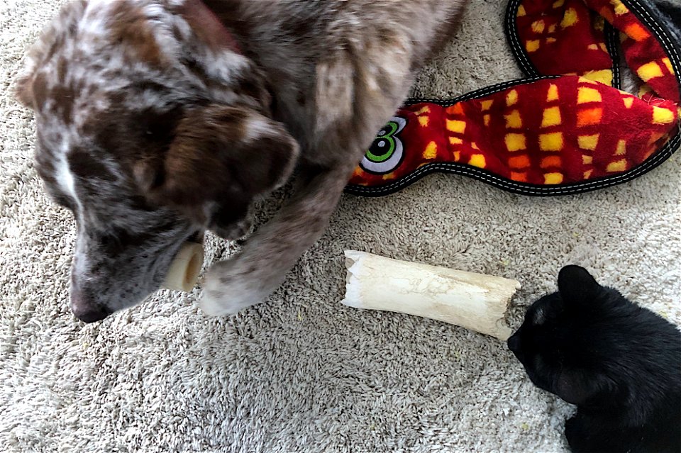 You Get a Bone and YOU Get a Bone...