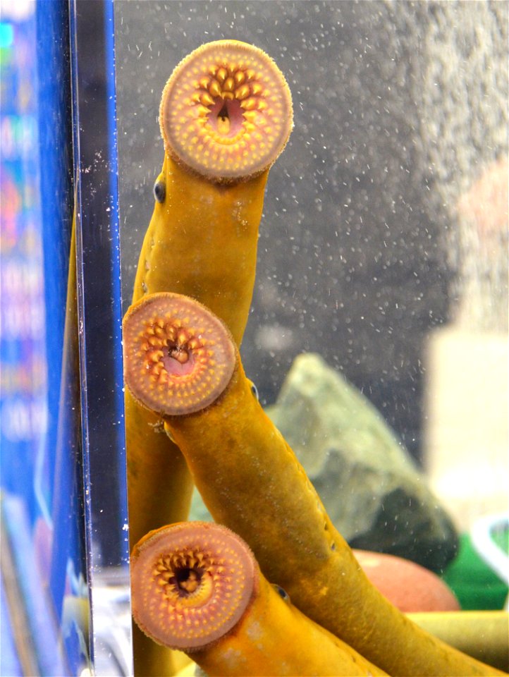 Duluth Boat Show - Sea Lamprey Booth photo