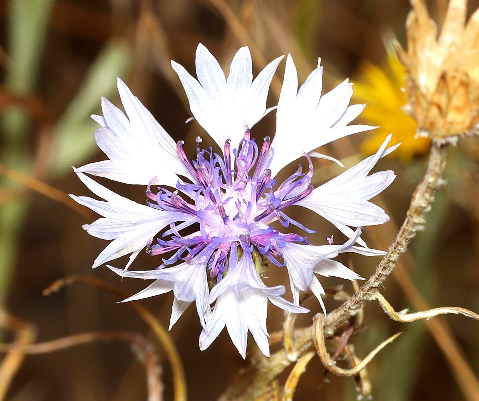 FLOWER, sp (07-31-2022) 5350 ft, hobart bluff trailhead, jackson co, or -02