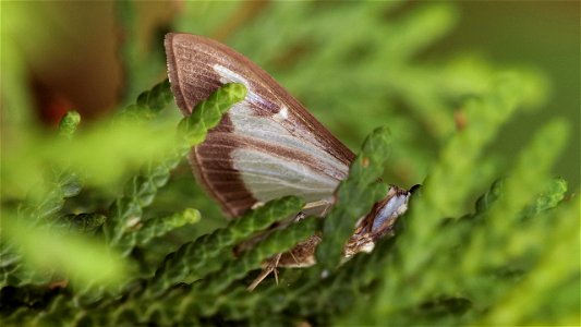Cydalima perspectalis (Buchsbaumzünsler)
