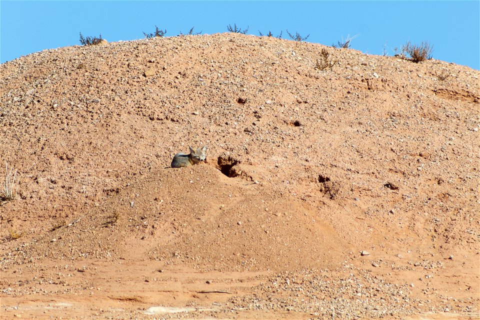 Kit Fox in the Desert 2 photo