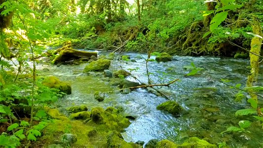 Old Sauk Trail, Mt. Baker-Snoqualmie National Forest. Video by Sydney Corral June 25, 2021