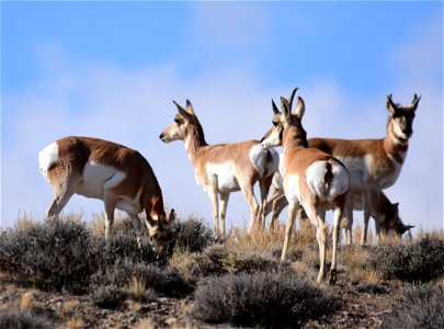 Pronghorn at Seedskadee National Wildlife Refuge photo