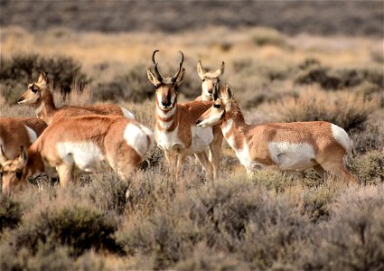 Pronghorn at Seedskadee National Wildlife Refuge photo