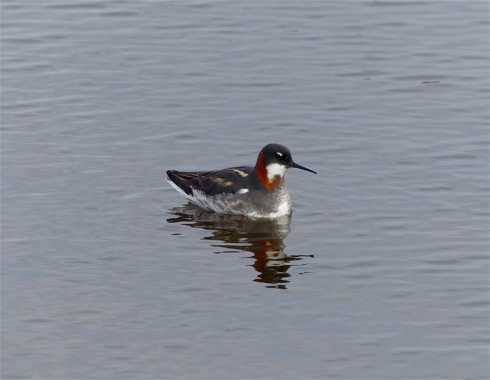 Red-necked Phalarope