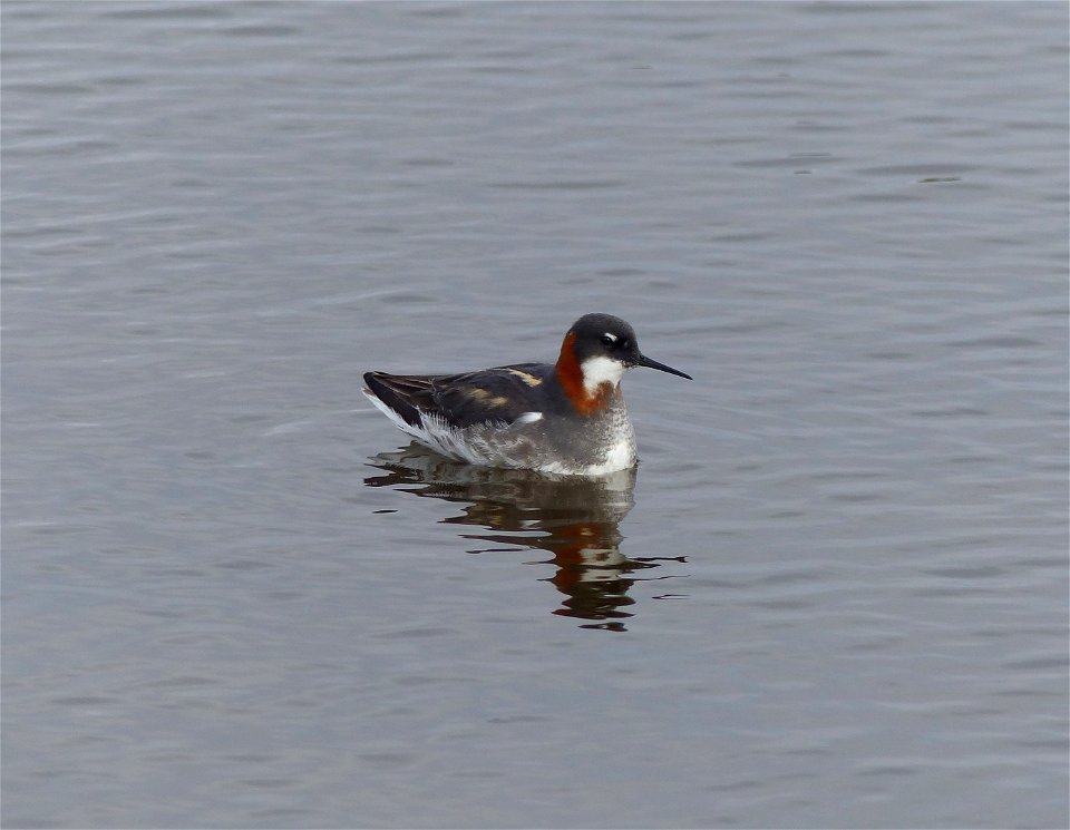 Red-necked Phalarope photo