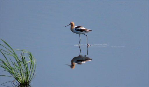 American Avocet photo