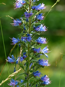 Flowers blue inflorescence