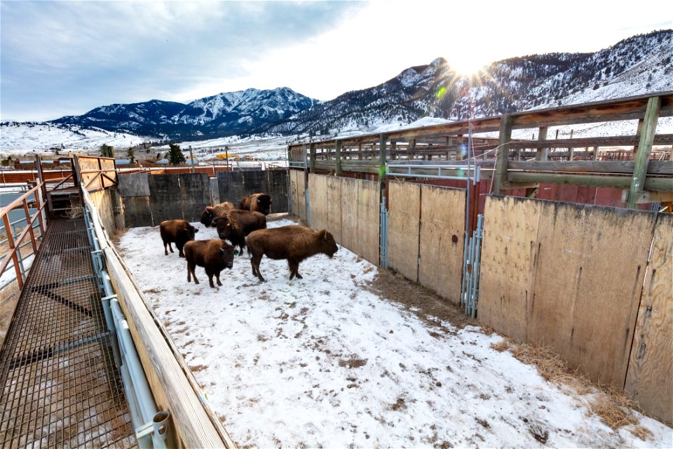 Bison in holding pens to prepare for transfer to Fort Peck Indian Reservation