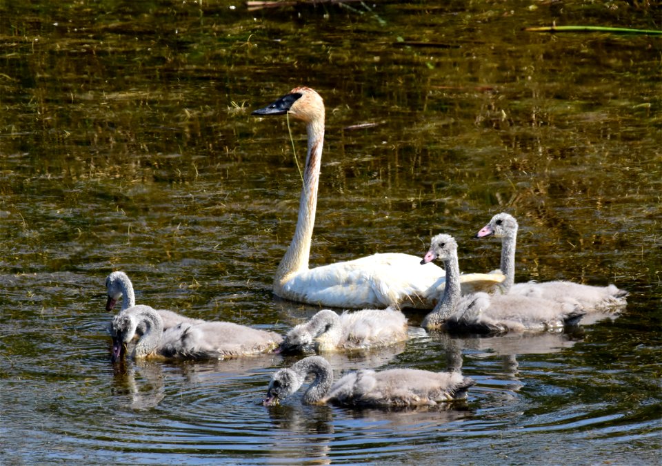 Trumpeter swan at Seedskadee National Wildlife Refuge