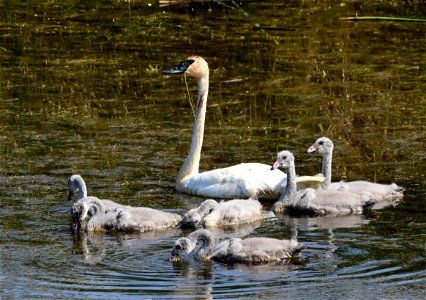 Trumpeter swan at Seedskadee National Wildlife Refuge photo