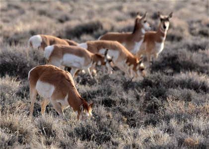 Pronghorn at Seedskadee National Wildlife Refuge photo