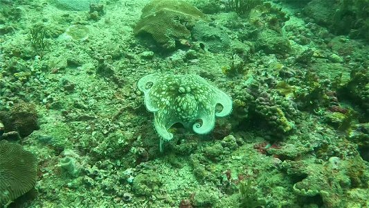 Closeup octopus backing up Diving Tayrona National Park from Taganga Colombia photo
