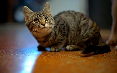 Depth of Feline