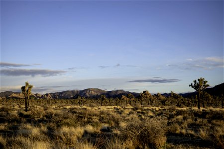 Joshua trees and distant Ryan Mountain at sunset