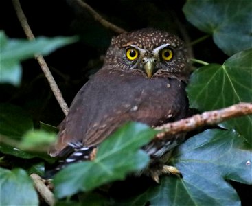458 - NORTHERN PYGMY-OWL (11-02-2021) yard, crescent city, del norte co, ca -01