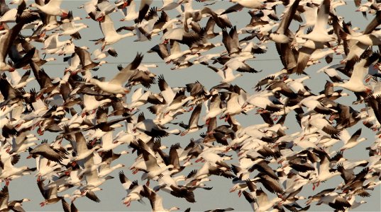Spring Goose Migration Huron Wetland Management District South Dakota photo