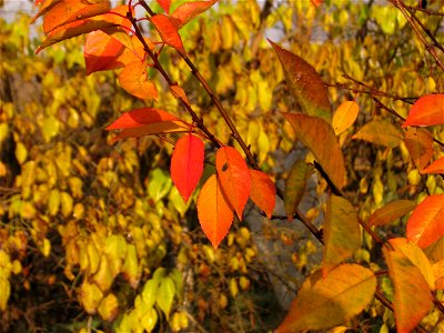 toamna2009_1127_091153