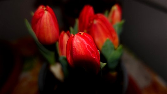 tulips_lalele-2023_0219_080930