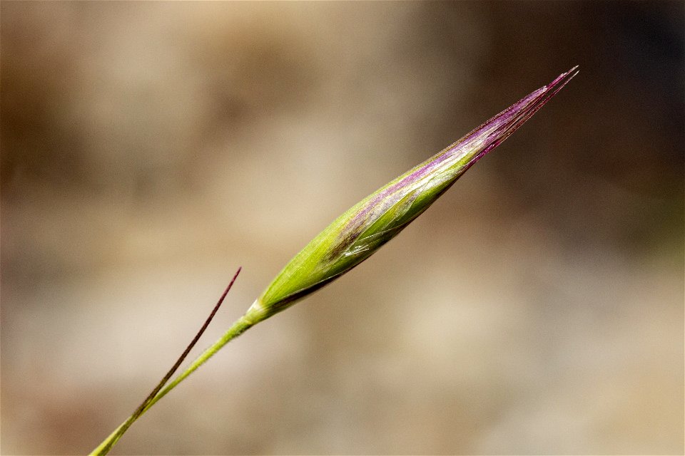 Danthonia unispicata