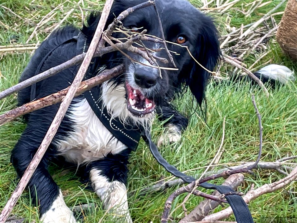 This tree tastes really good.