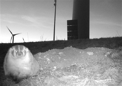 Badger at windmill