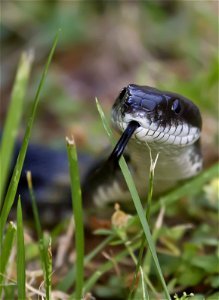 Black Rat Snake in the Grass photo